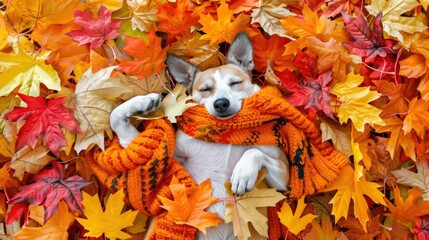 Poster - A cute dog sleeping in a pile of autumn 