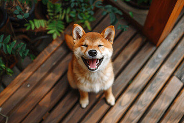 Wall Mural - a dog is sitting on a wooden deck