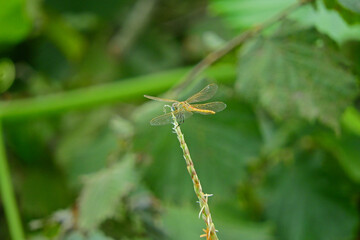 yellow dragonfly insect macro photo