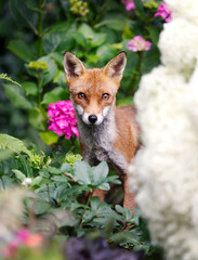 Wall Mural - Portrait of a cute red fox cub standing among garden flowers