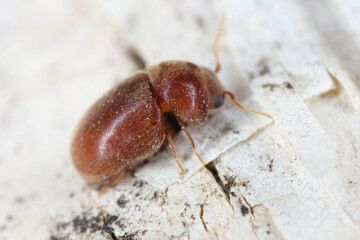 Wall Mural - Cigarette or tobacco beetle (Lasioderma serricorne) stored product pest. Beetle, side view.