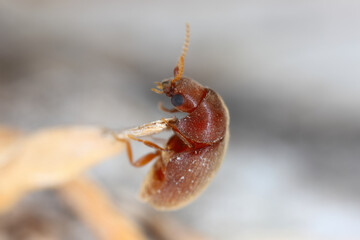 Wall Mural - Cigarette or tobacco beetle (Lasioderma serricorne) stored product pest. Beetle, side view.