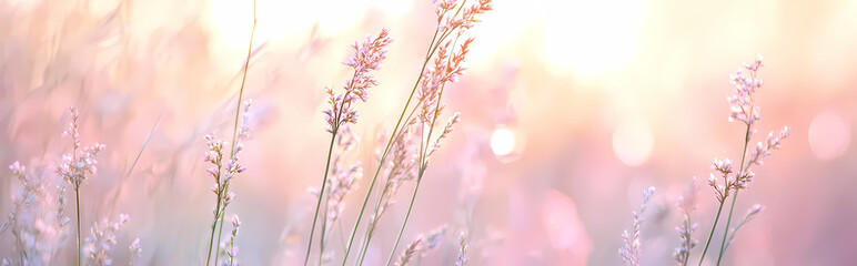 Wall Mural - A field of grass flowers light up by a calm morning light. An inspirational nature image for aesthetic of spring design. Spring nature in soft pastel earth tone blurred background. 