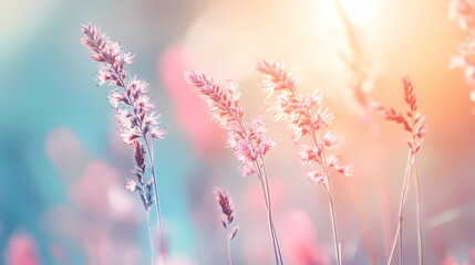 Wall Mural - A field of grass flowers light up by a calm morning light. An inspirational nature image for aesthetic of spring design. Spring nature in soft pastel earth tone blurred background. 