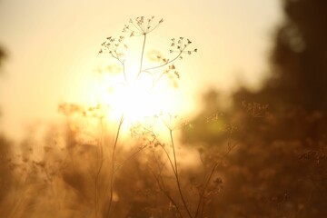 Wall Mural - Beautiful view of plants at sunrise in morning, closeup