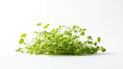 Canvas Print - Pea microgreens white background. Generative AI