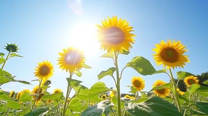 Wall Mural - A picturesque sunflower field with tall sunflowers reaching towards a clear blue sky