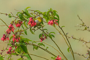 Wall Mural - sri lanka white-eye zosterops ceylonensis small passerine bird endemic to sri lanka, resident breede
