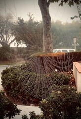 spider web in the dew