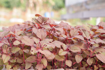 photo of red spinach in farm