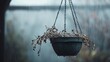 © Sam - Gray and Sad: Empty Hanging Basket with Dead Plants Swaying Gently in Wind and Rain