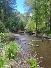 river in the forest