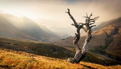 Wall Mural - dead tree in the mountains