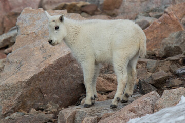 Wall Mural - Mountain Goats