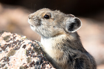 american pika