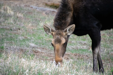 moose grazing in a field