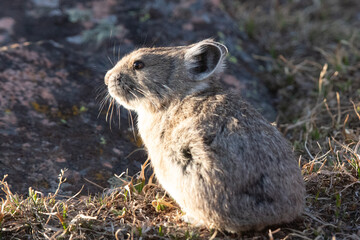 american pika