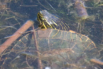 Wall Mural - Turtle in pond