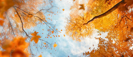 Panorama orange yellow autumn trees under blue sky banner. October, September or November nature foliage environment, beautiful garden scenery wallpaper, outdoor park plant, greeting invitation card