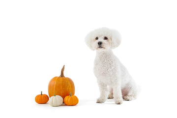 Cute little dog with pumpkins sitting on white background. Thanksgiving day celebration