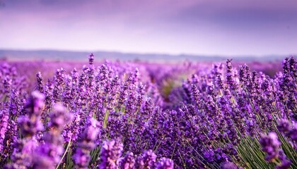 infinite lavender fields with purple and violet flowers closeup