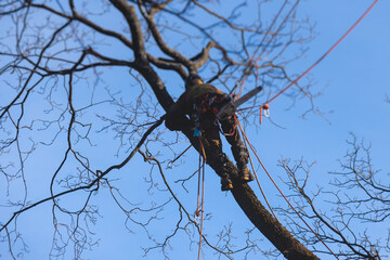 Canvas Print - Arborist tree surgeon cutting and trimming tree branches with chainsaw, lumberjack woodcutter in uniform climbing and working on heights, process of tree trunk pruning and sawing on top in sunny day