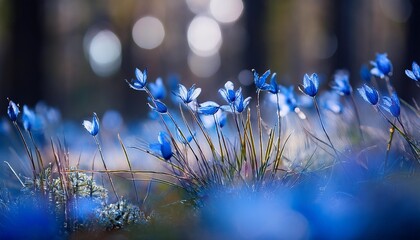 Wall Mural - wild blue grasses in a forest macro image shallow depth of field abstract nature background