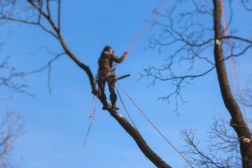 Canvas Print - Arborist tree surgeon cutting and trimming tree branches with chainsaw, lumberjack woodcutter in uniform climbing and working on heights, process of tree trunk pruning and sawing on top in sunny day