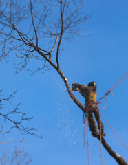 Canvas Print - Arborist tree surgeon cutting and trimming tree branches with chainsaw, lumberjack woodcutter in uniform climbing and working on heights, process of tree trunk pruning and sawing on top in sunny day