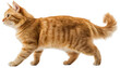 © Nemanja - Orange tabby cat isolated on white background, curious ginger kitten walking, adorable feline pet with playful attitude, full body side view of a cute domestic animal