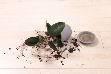 Canvas Print - Overturned houseplant and dirt on wooden floor