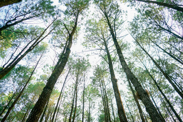 trees in the sky