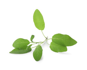 Sticker - Branch of sage plant with green leaves isolated on white