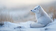 © Nemanja - Adorable arctic fox with white fur, a cute and beautiful wildlife animal set against a bright and clean snow nature background, winter landscape portrait