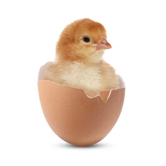 Wall Mural - Cute fluffy chick hatched from egg on white background