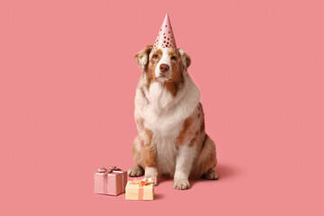 Canvas Print - Cute Australian Shepherd dog in party hat with gift boxes on pink background