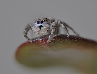 spider on a leaf macro