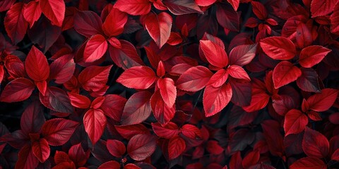 Canvas Print - Red leaves of a forest flame bush captured in a photograph