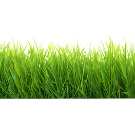 green grass frame isolated on transparent background
