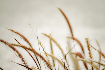 A field of tall grass with a few brown and yellow flowers