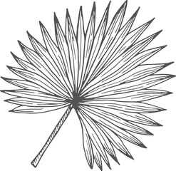 Poster - Fan palm leaf sketch. Floral drawing element