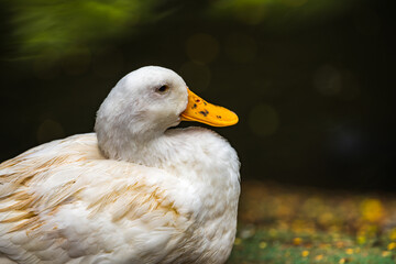 Close-up of a white duck with a speckled orange beak sitting idle with soft feathers ruffled on a grassy bank against a blurred dark green water background