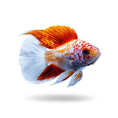 A close-up of a vibrant orange and white betta fish against a white background, highlighting its intricate fin details.