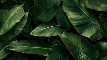 Wall Mural - A close up of green leaves with a dark background. The leaves are large and thick, and the image has a serene and peaceful mood