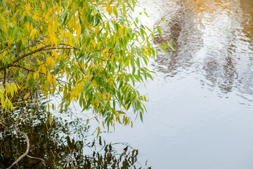 Wall Mural - trees changing colors in autumn, with beautiful reflections in the peaceful water. autumn yellow lea