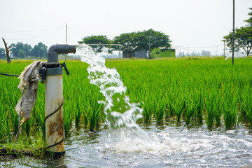 Irrigation of rice fields using pump wells with the technique of pumping water from the ground to flow into the rice fields. The pumping station where water is pumped from a irrigation canal system.