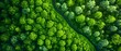 © TEN.POD - Aerial View of Green Forest with Winding River.