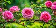 © Man888 - Delicate pink roses bloom amidst a tangled web of sharp green thorns on a lush, vibrant bush, symbolizing beauty and resilience in adversity.