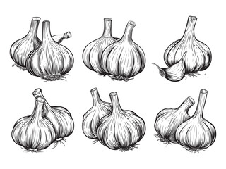 Wall Mural - Hand drawn garlic clipart design illustration