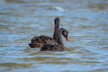 Two Black Swans on the the water